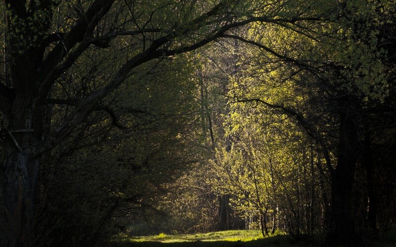 Sunlit Forest Path — Green, Serene, Morning, Photograph, Trees, Light, Grass