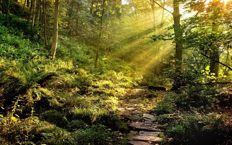 Sunlit Forest Path — Green, Serene, Morning, Photograph, Trees, Light Rays