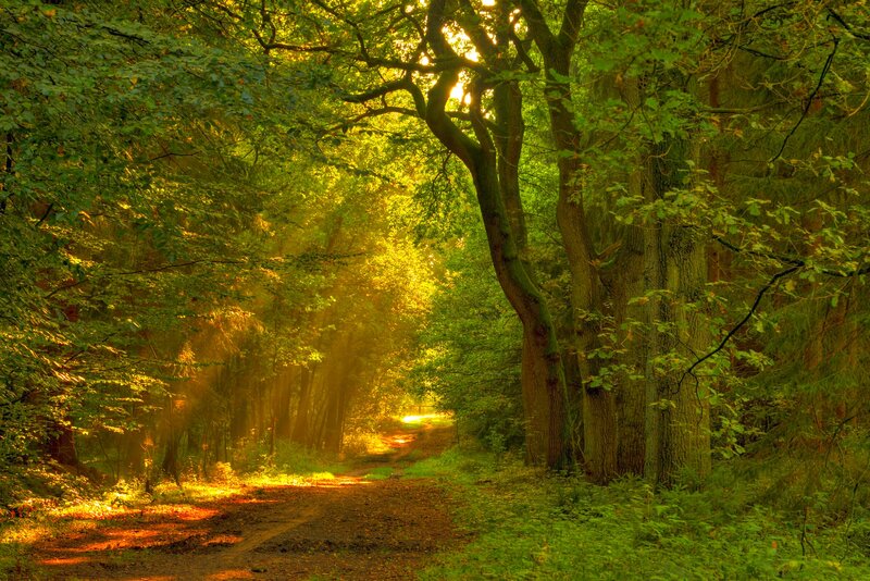 Sunlit Forest Path — Green, Serene, Morning, Photograph, Trees, Light
