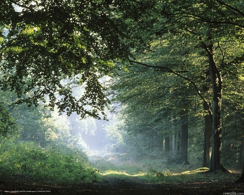 Sunlit Forest Path — Green, Serene, Morning, Photograph, Trees, Mist