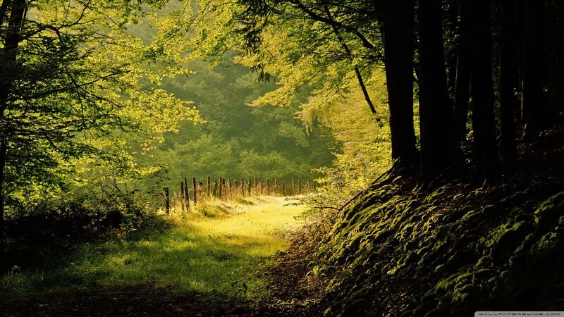 Sunlit Forest Path — Green, Serene, Morning, Photograph, Trees, Moss, Fence