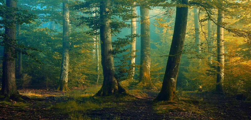 Sunlit Forest Path — Green, Serene, Morning, Photograph, Trees, Moss, Fog