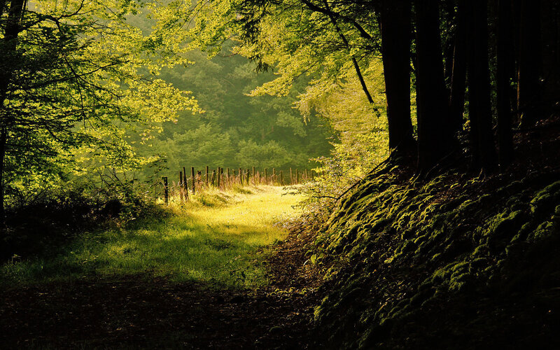 Sunlit Forest Path — Green, Serene, Morning, Photograph, Trees, Moss