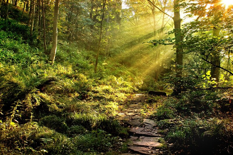 Sunlit Forest Path — Green, Serene, Morning, Photograph, Trees