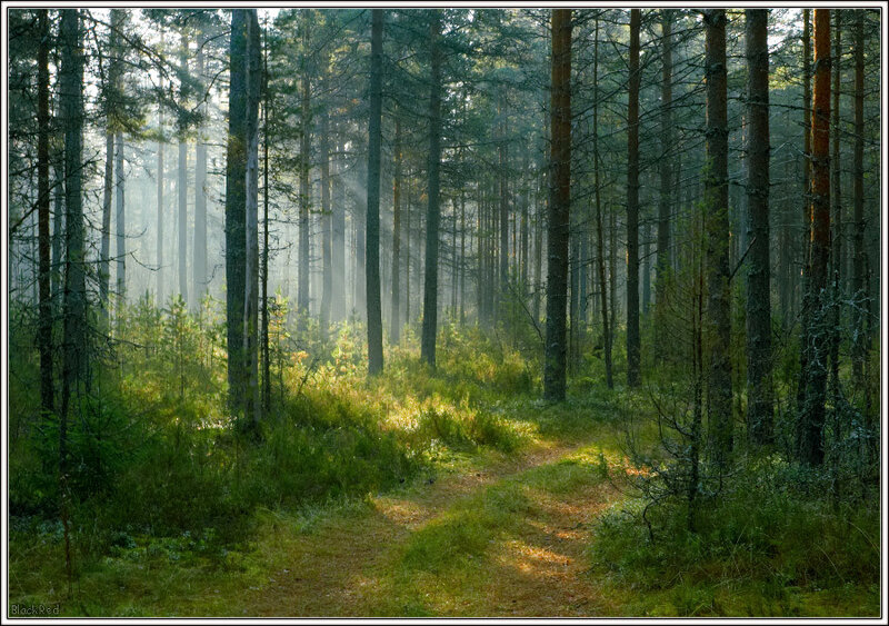Sunlit Forest Path — Green, Serene, Morning