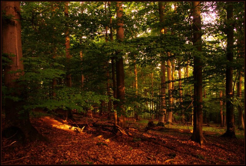Sunlit Forest Path — Green, Serene, Sunset, Photograph