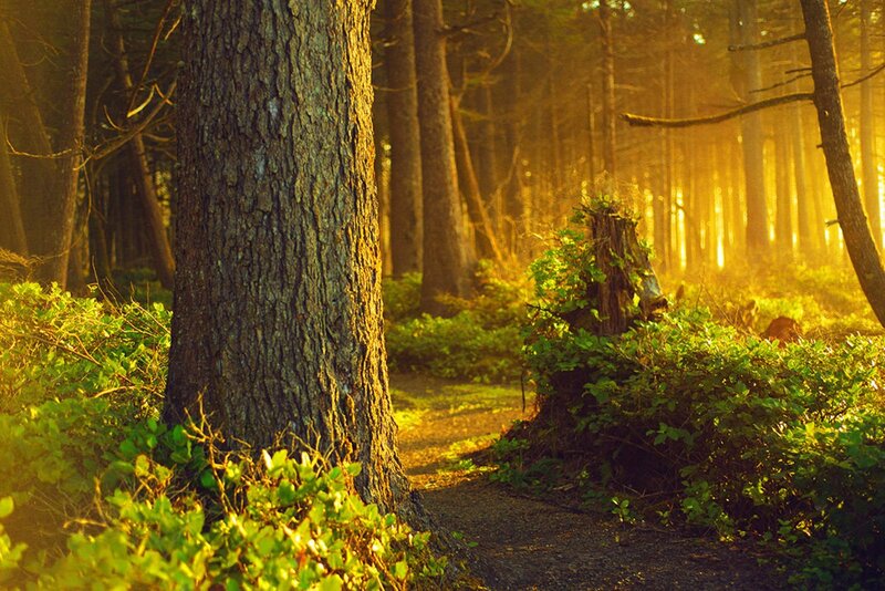 Sunlit Forest Path — Green, Serene, Sunset, Photograph, Trees, Bushes