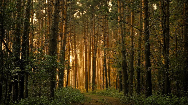 Sunlit Forest Path — Green, Serene, Sunset, Photograph, Trees, Light, Brown