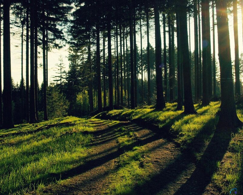 Sunlit Forest Path — Green, Serene, Sunset, Photograph, Trees