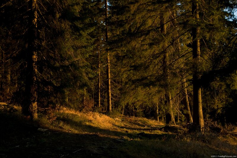 Sunlit Forest Path — Green, Serene, Sunset