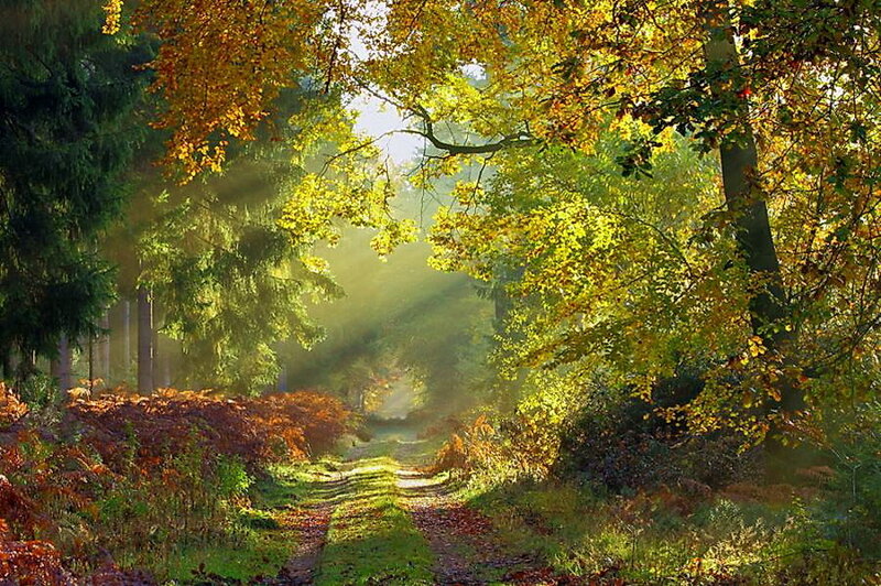 Sunlit Forest Path — Green, Serene