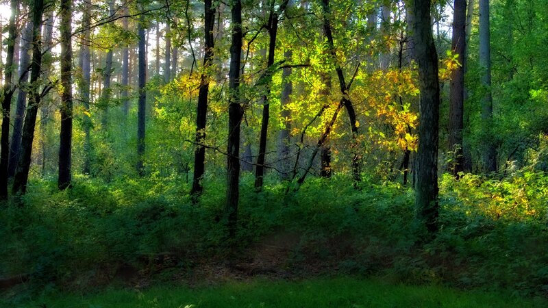 Sunlit Forest Path — Green