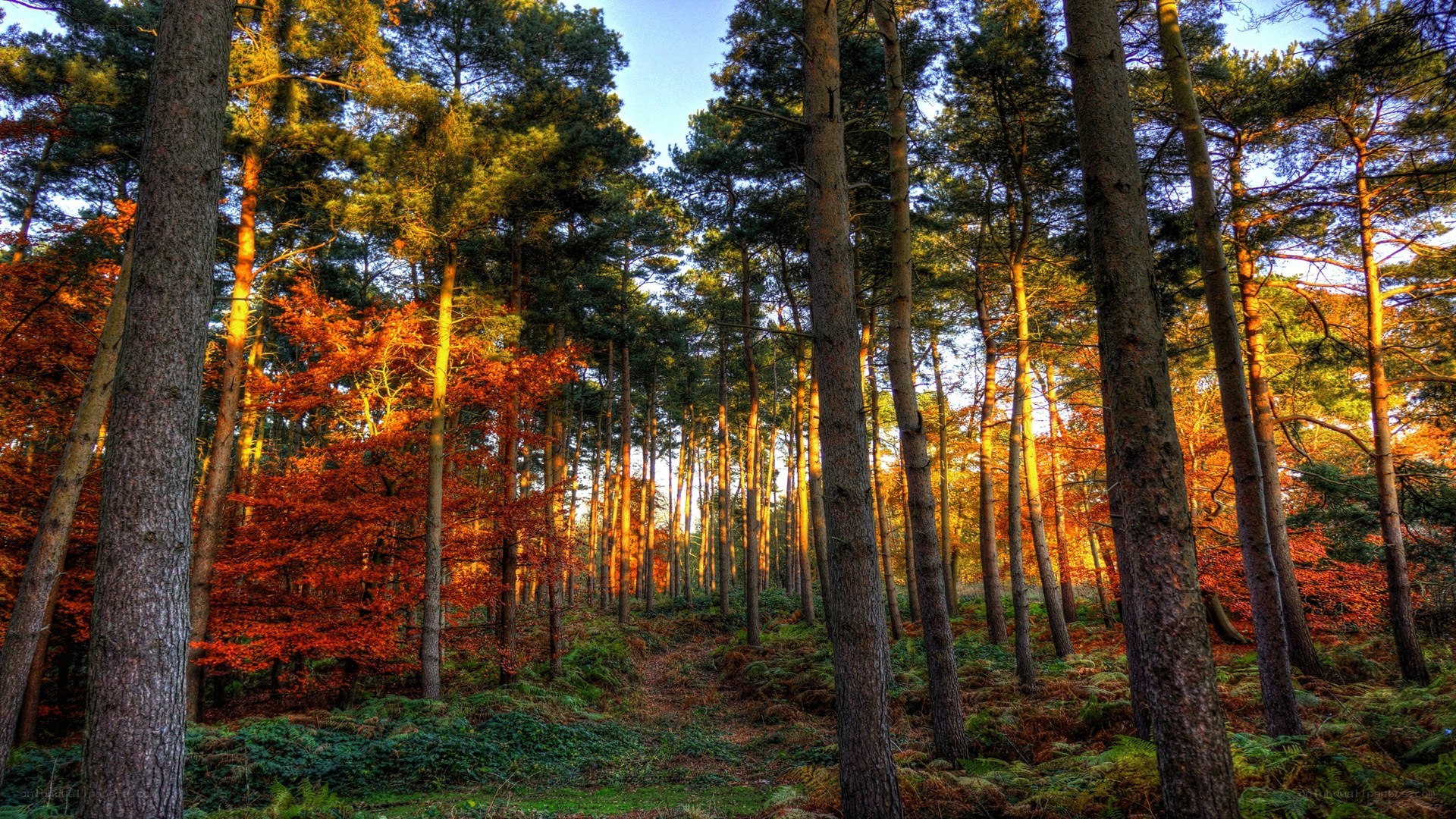 Sunlit forest path in autumn