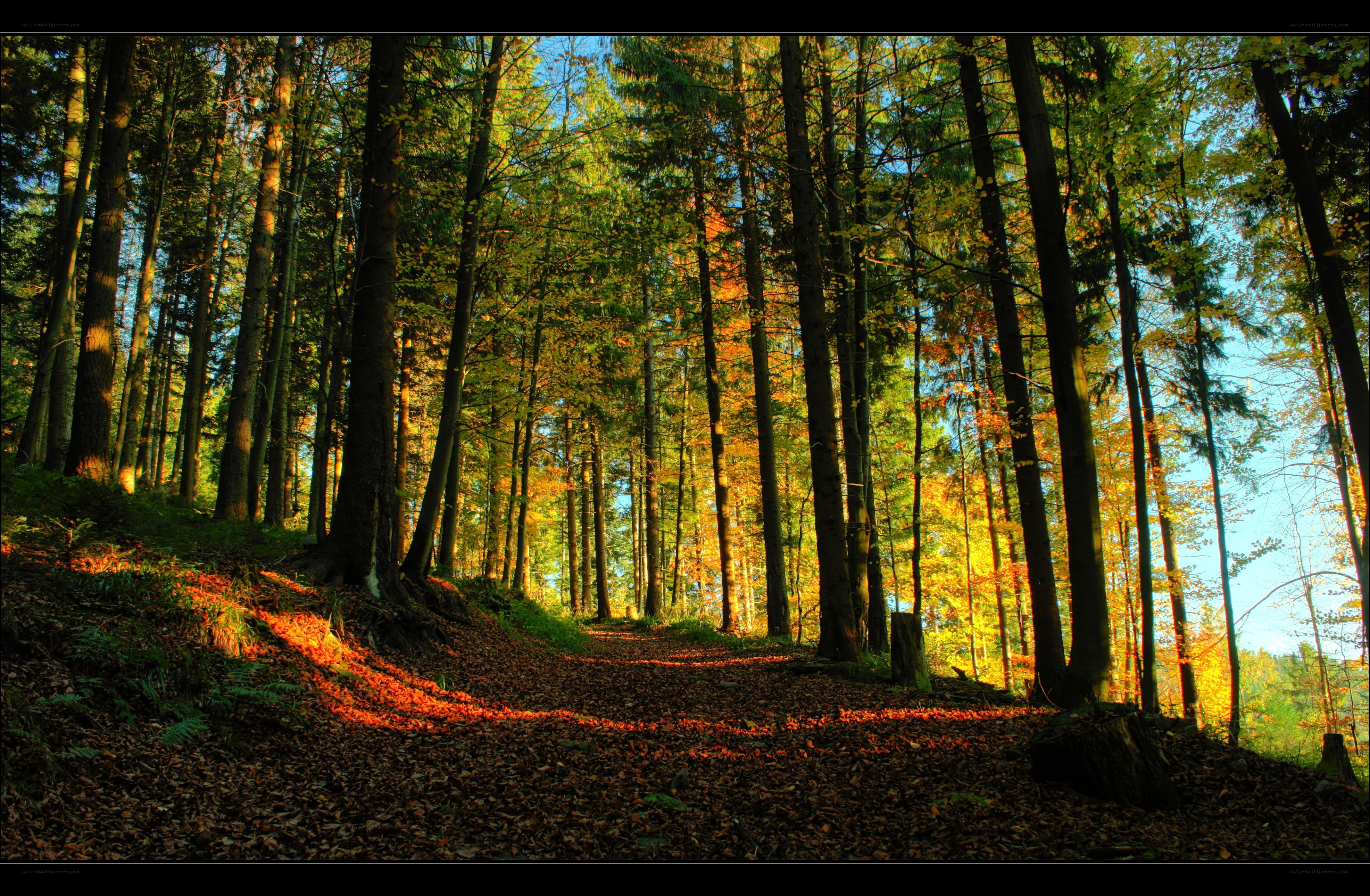 Sunlit forest path in autumn