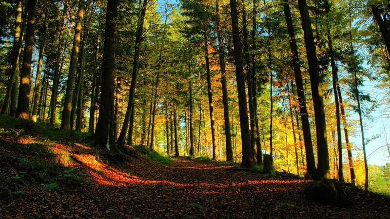 Sunlit forest path in autumn