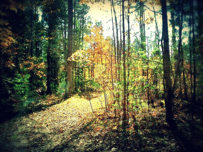 Sunlit forest path in autumn
