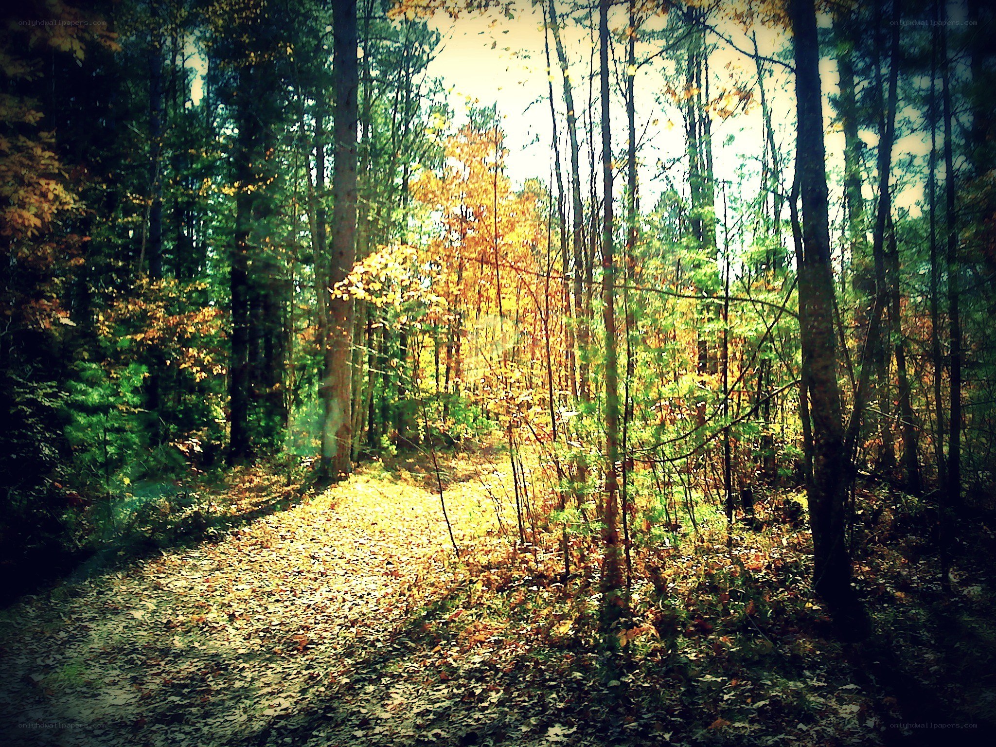 Sunlit forest path in autumn