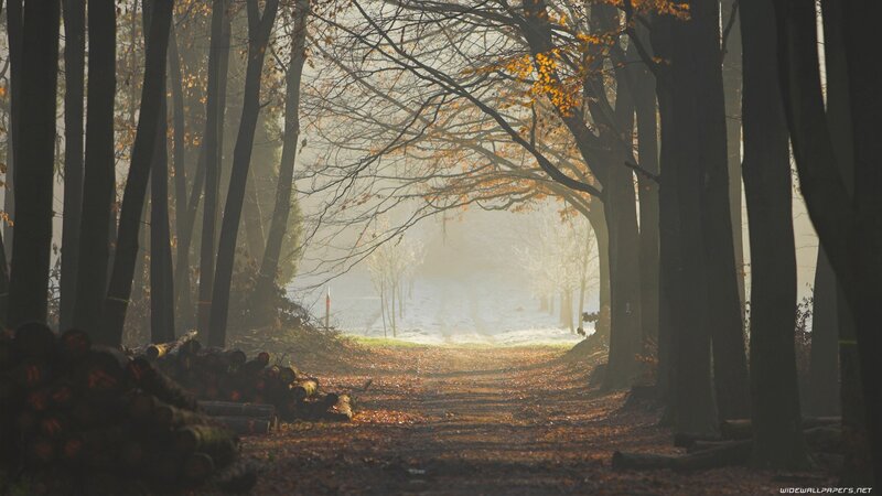 Sunlit forest path in autumn