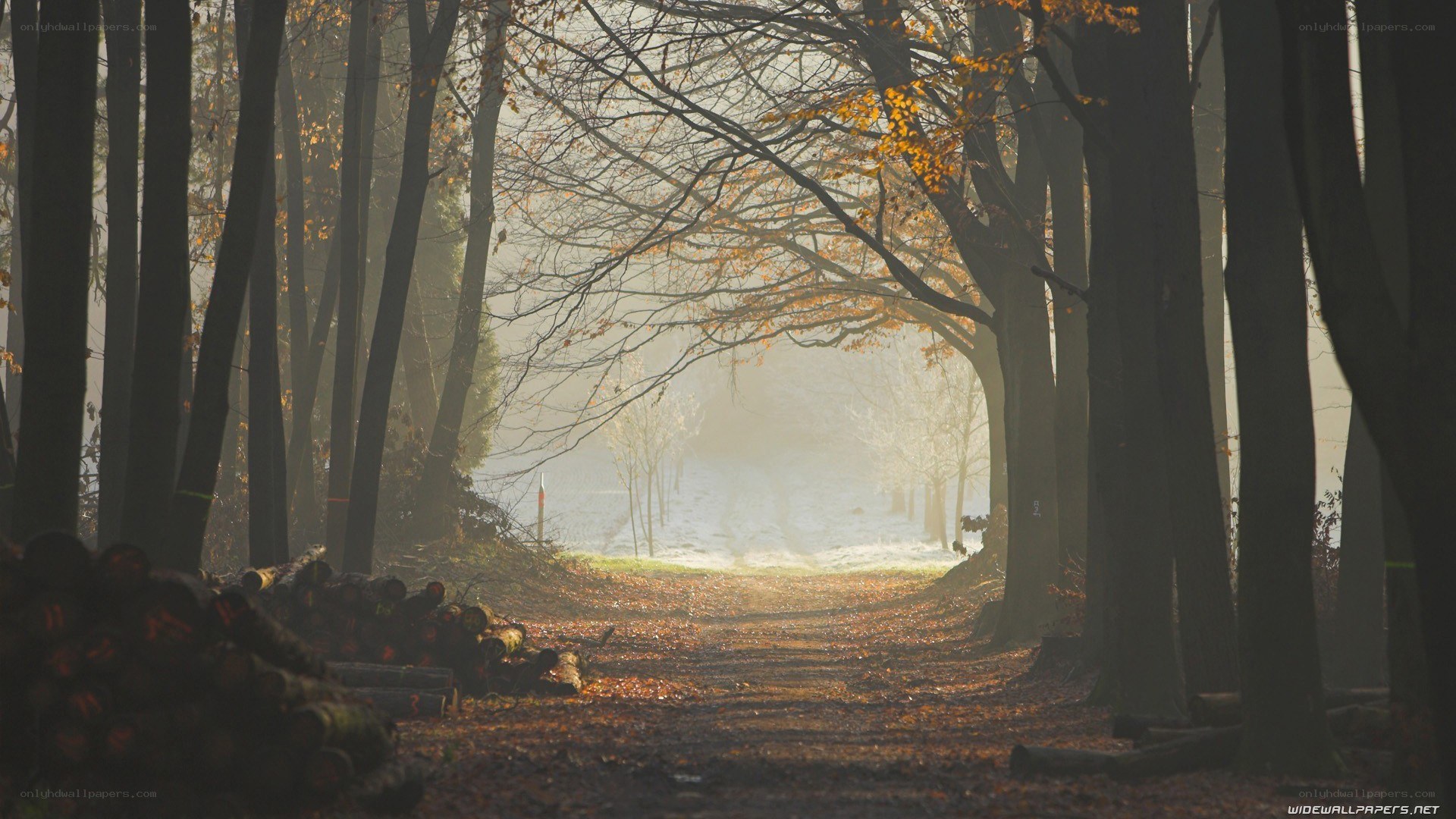 Sunlit forest path in autumn