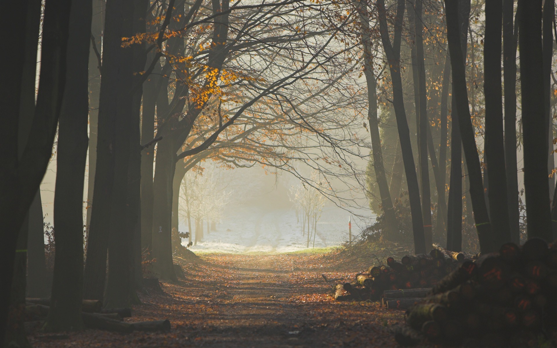 Sunlit forest path in autumn