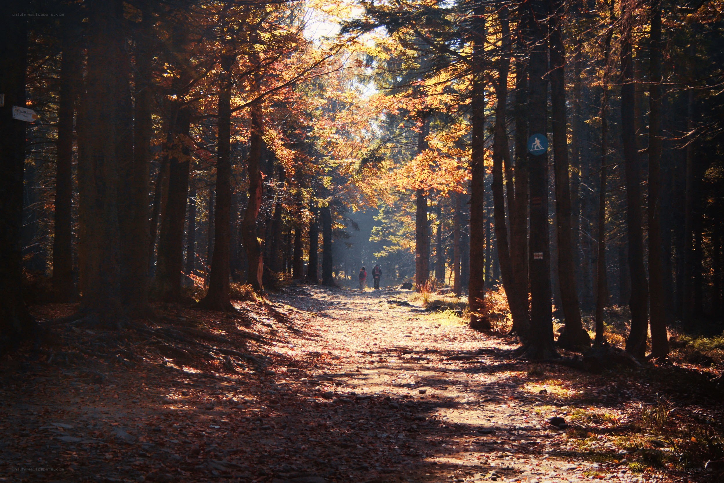 Sunlit forest path in autumn