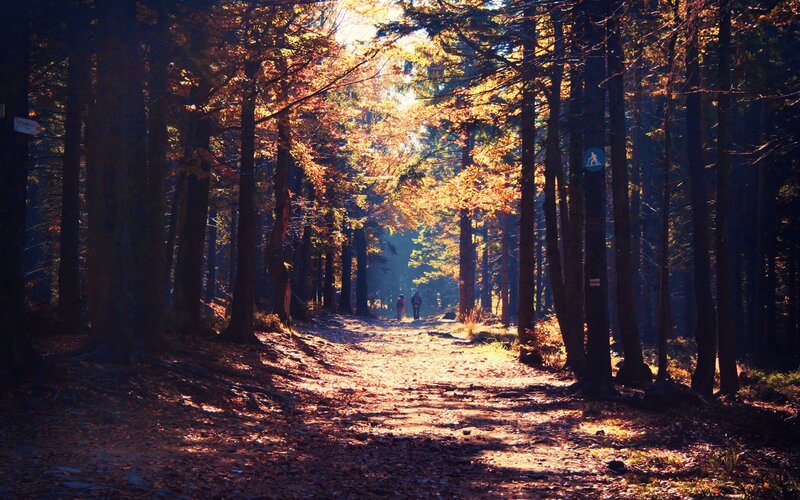 Sunlit forest path in autumn