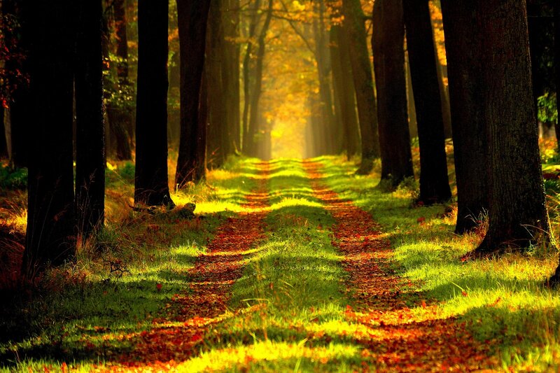 Sunlit forest path in autumn