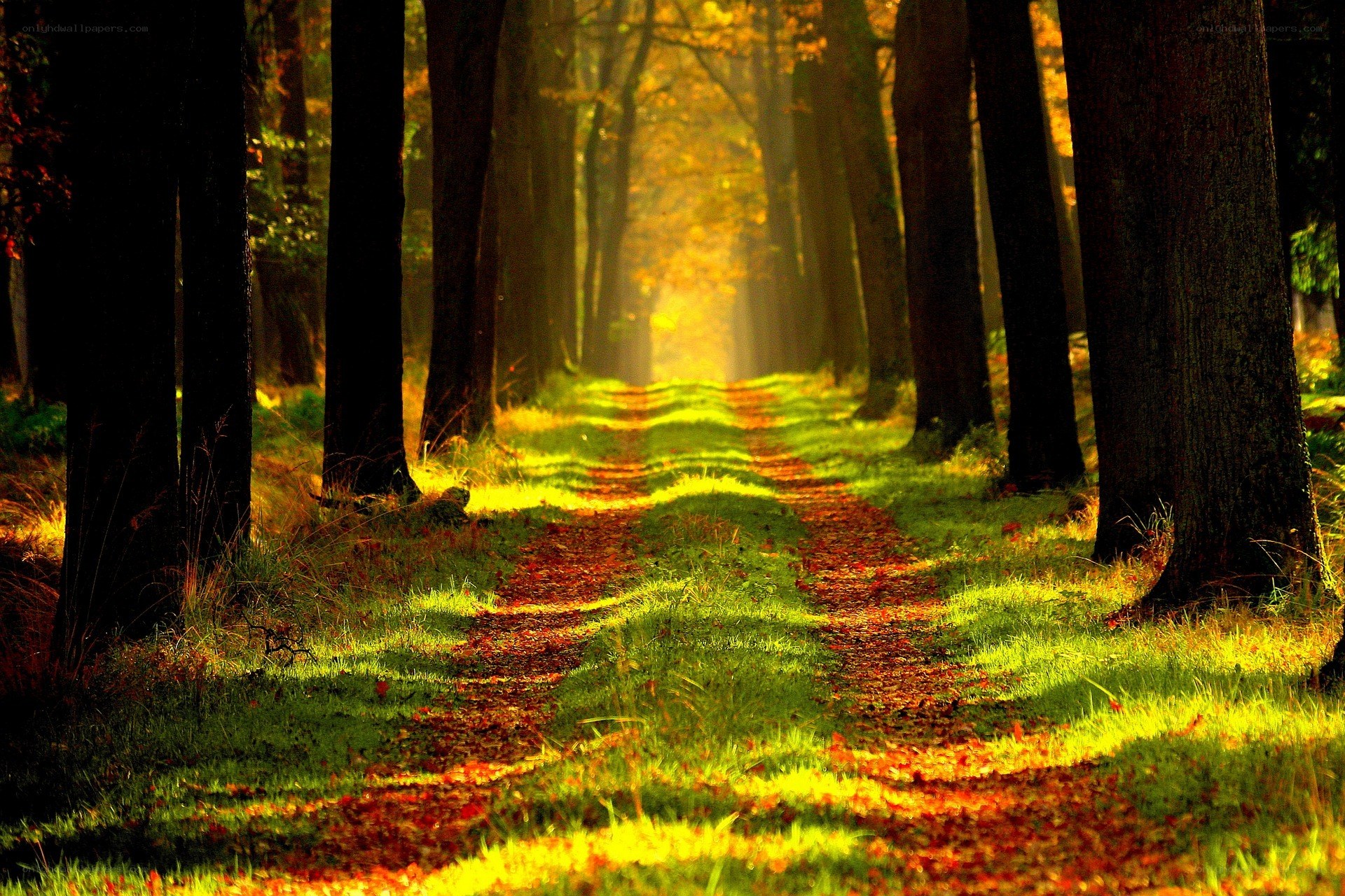 Sunlit forest path in autumn