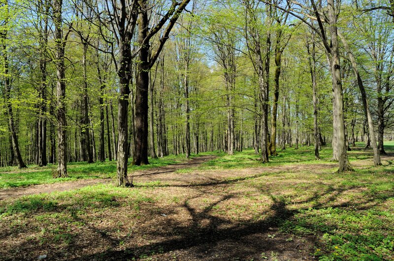Sunlit forest path in spring
