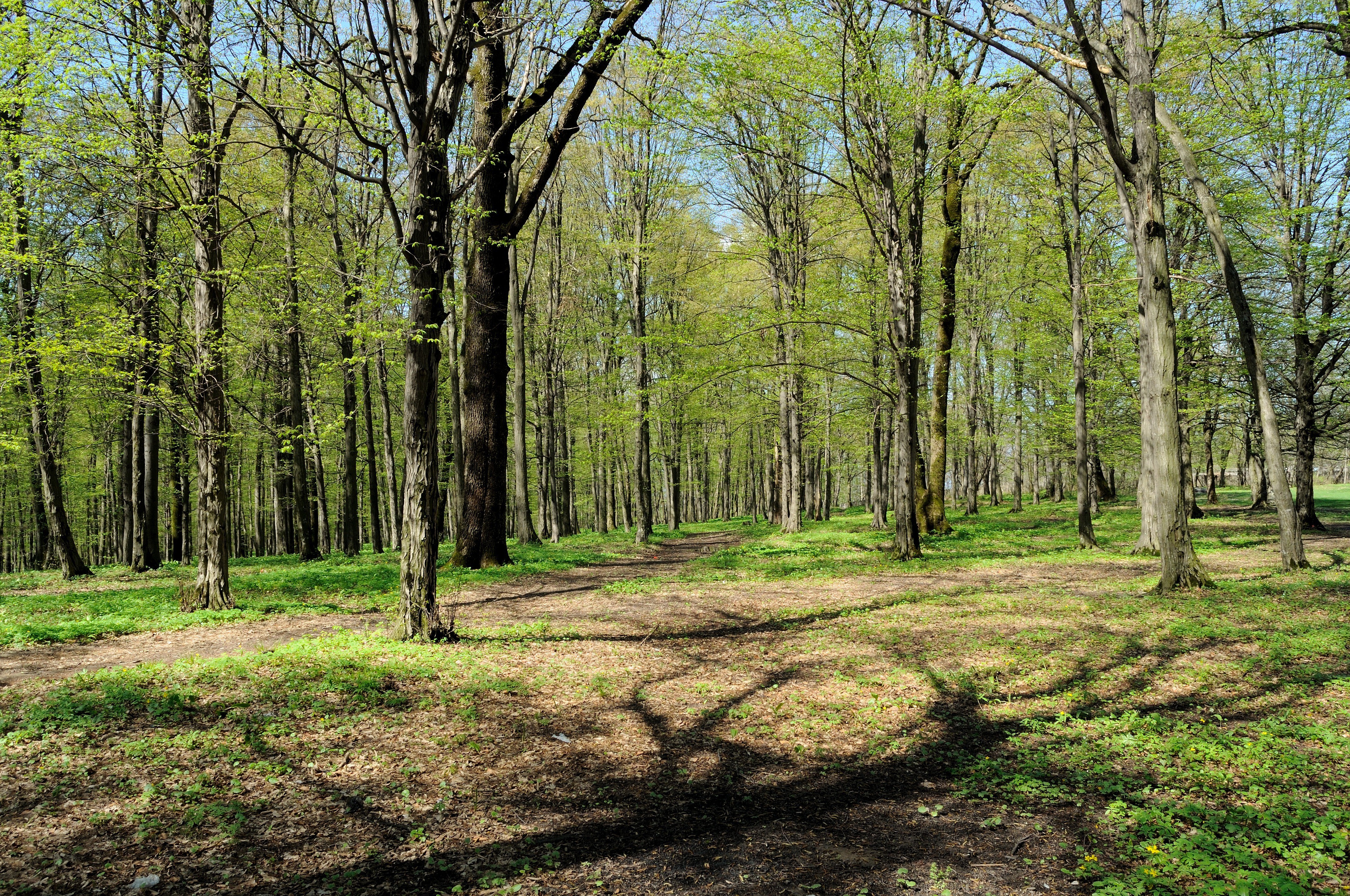 Sunlit forest path in spring
