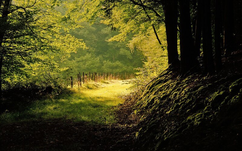 Sunlit Forest Path — Morning