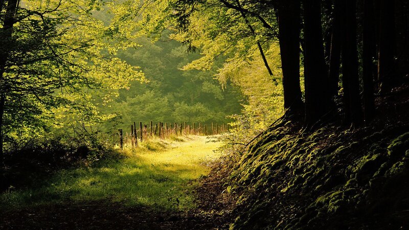 Sunlit Forest Path — Photograph