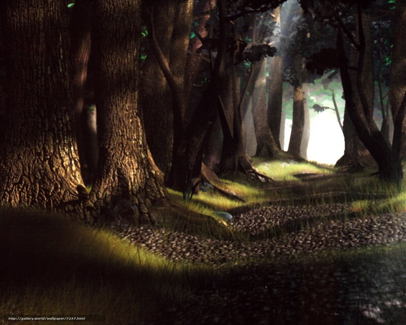 Sunlit forest path