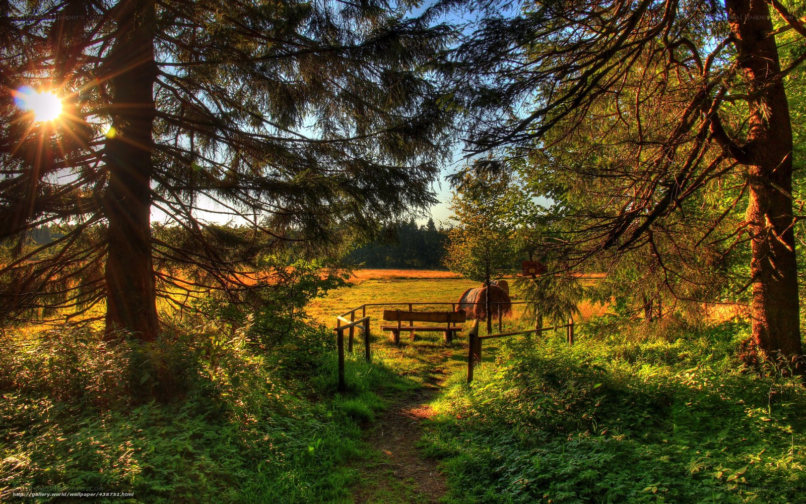 Sunlit forest path to meadow