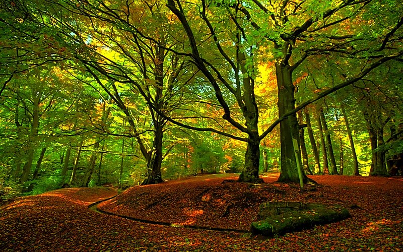 Sunlit forest path with autumn leaves