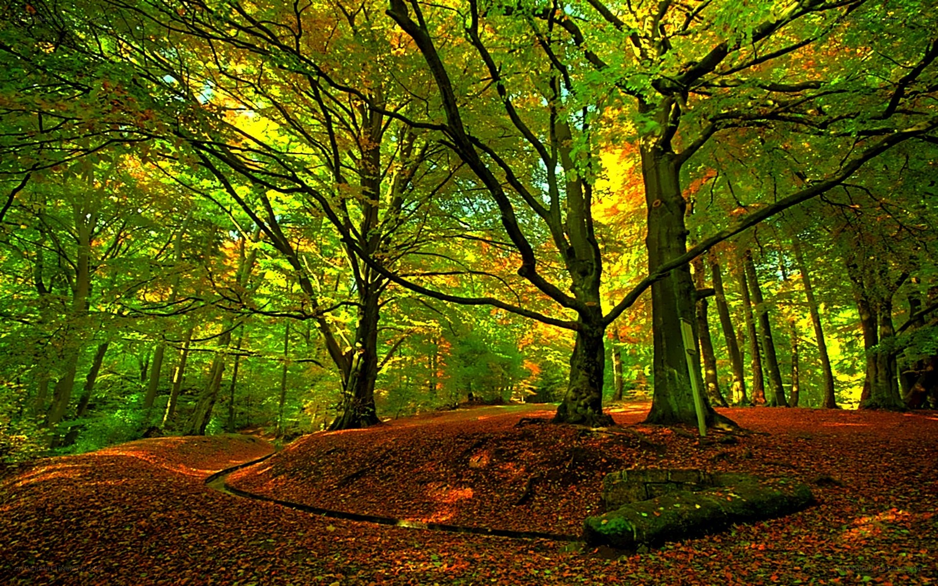 Sunlit forest path with autumn leaves