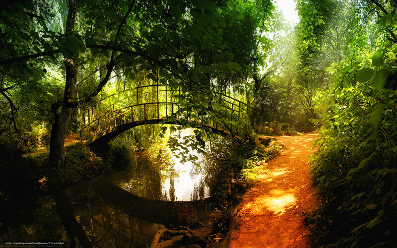 Sunlit forest path with bridge