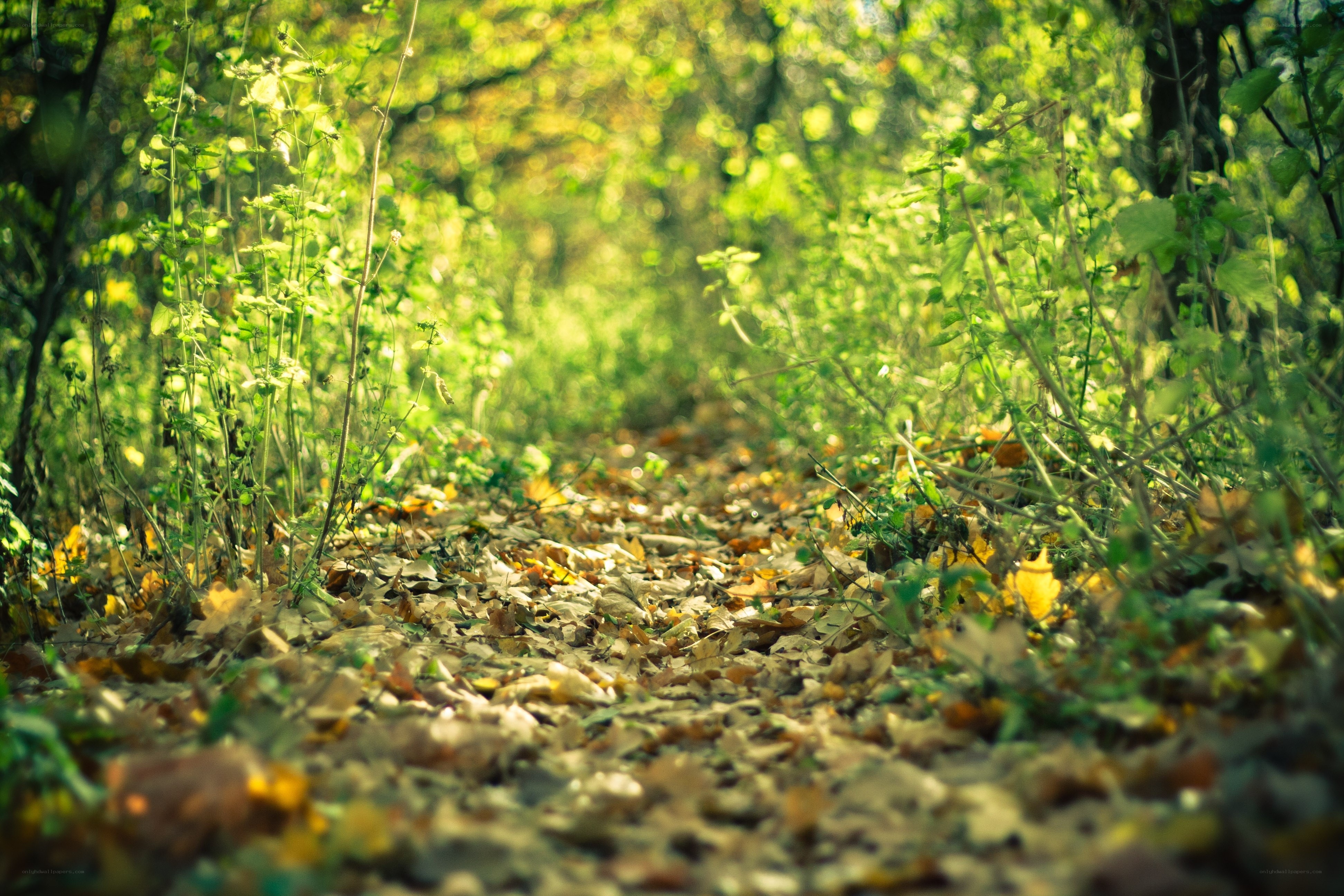 Sunlit forest path with fallen leaves