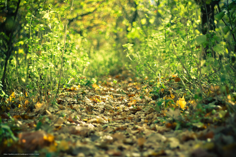 Sunlit forest path with fallen leaves