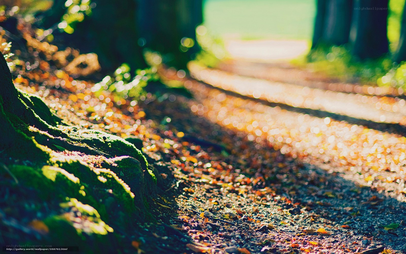 Sunlit forest path with moss