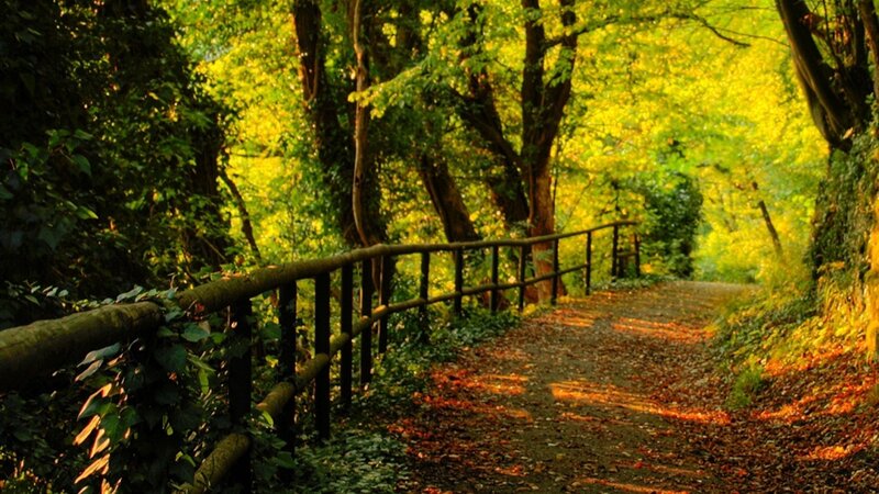 Sunlit forest path with railing