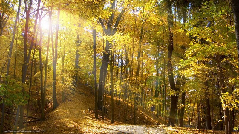 Sunlit Forest Path — Yellow, Serene, Autumn, Photograph