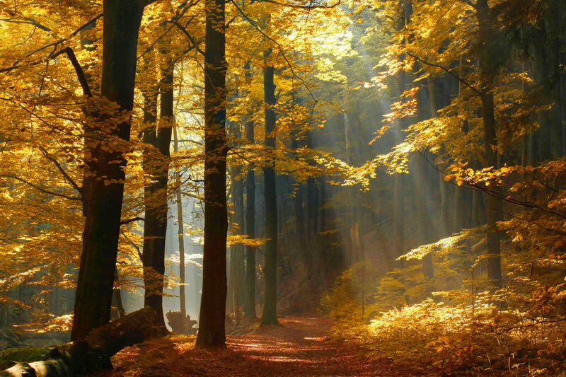 Sunlit Forest Path — Yellow, Serene, Autumn