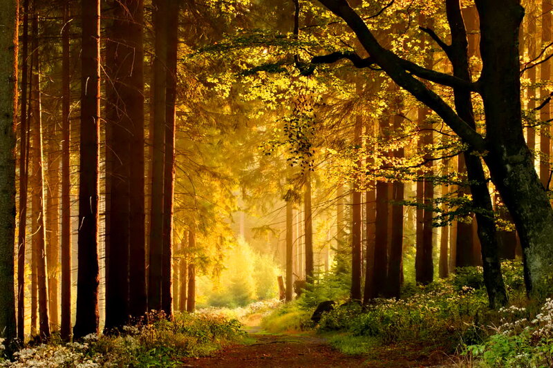 Sunlit Forest Path — Yellow, Serene, Morning, Photograph