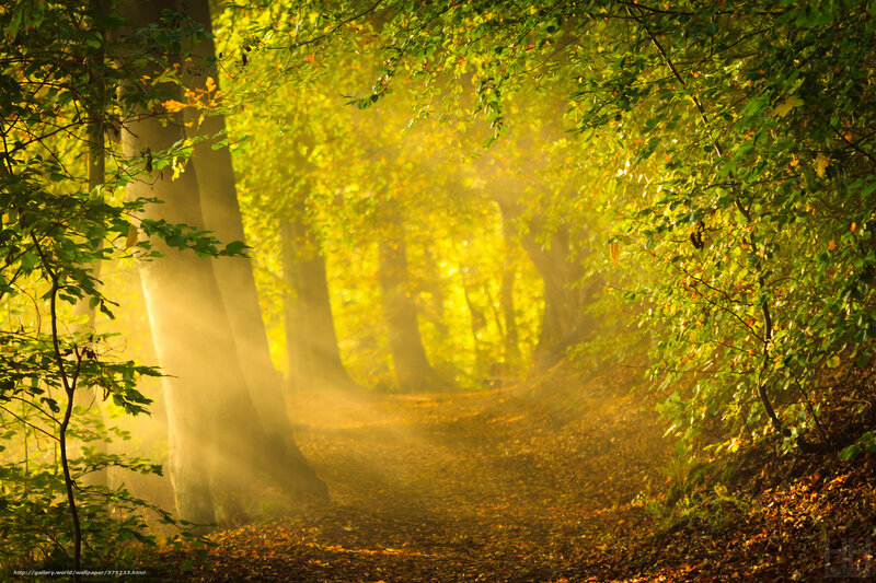 Sunlit Forest Path — Yellow, Serene, Morning, Photograph, Trees
