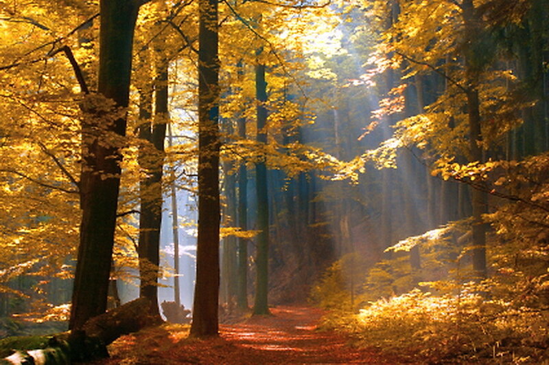 Sunlit Forest Path — Yellow