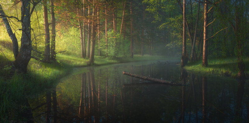 Sunlit Forest Pond — Green