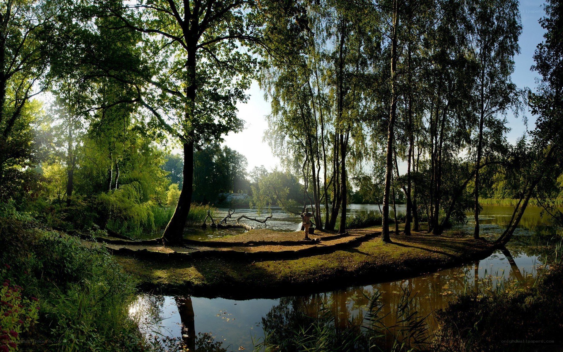 Sunlit forest pond scene