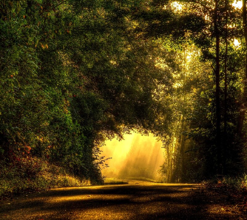 Sunlit Forest Road — Green
