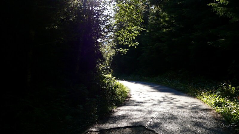 Sunlit forest road